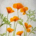 California poppies in ice Art Print